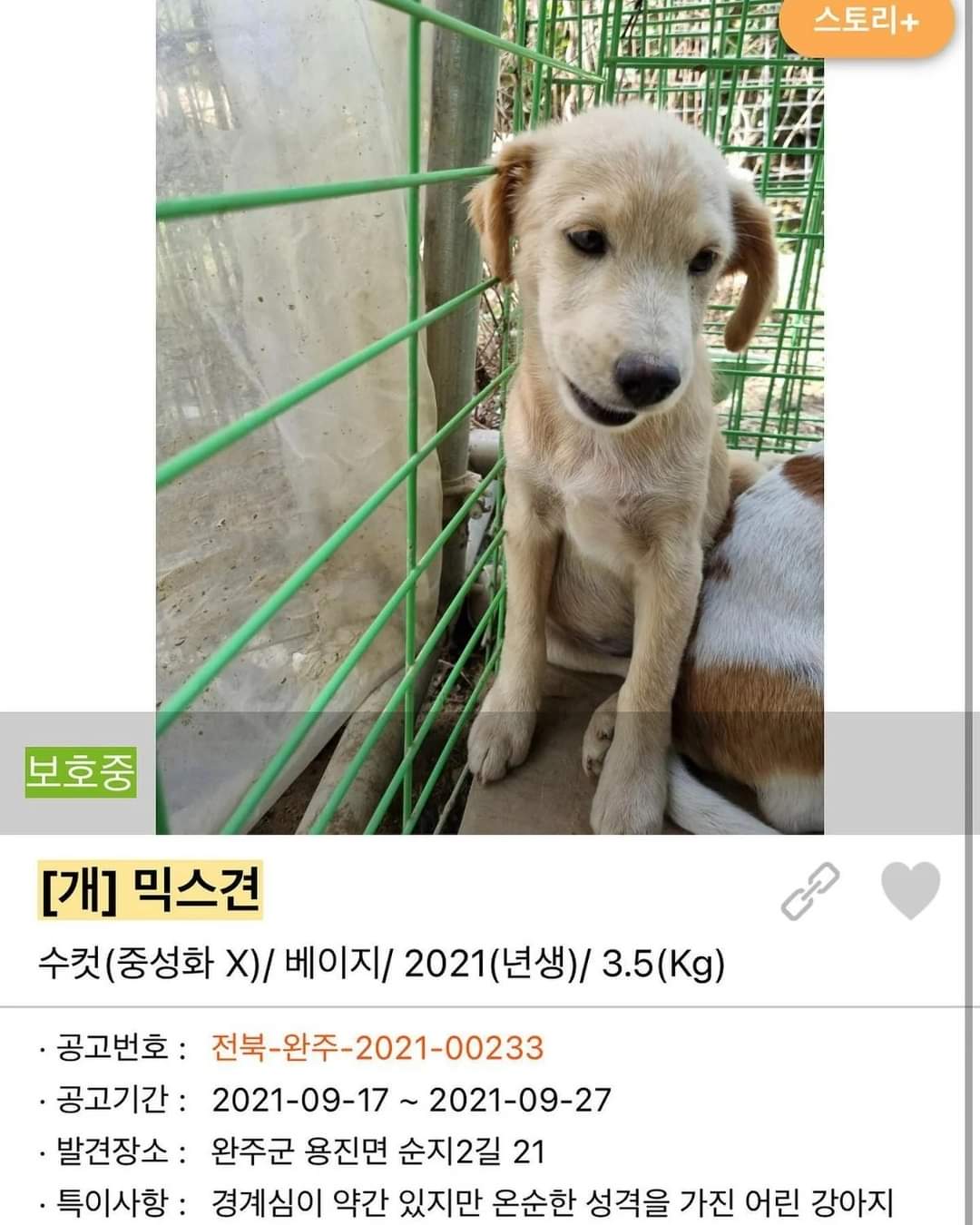 이름도 없던 강아지의 입양 전후 변화