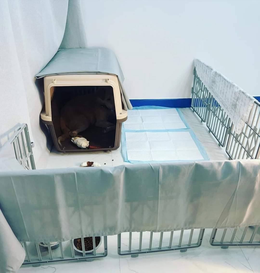 이름도 없던 강아지의 입양 전후 변화