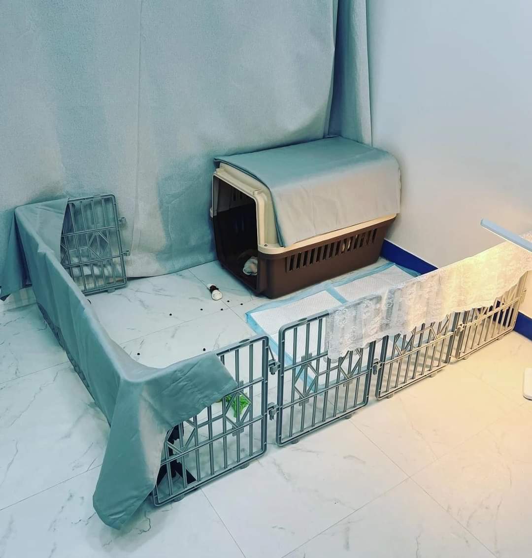 이름도 없던 강아지의 입양 전후 변화