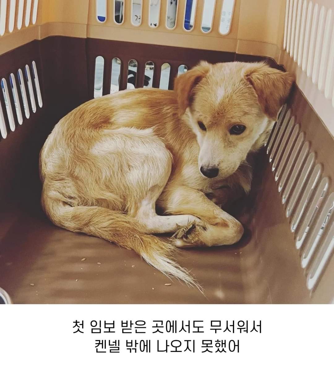 이름도 없던 강아지의 입양 전후 변화