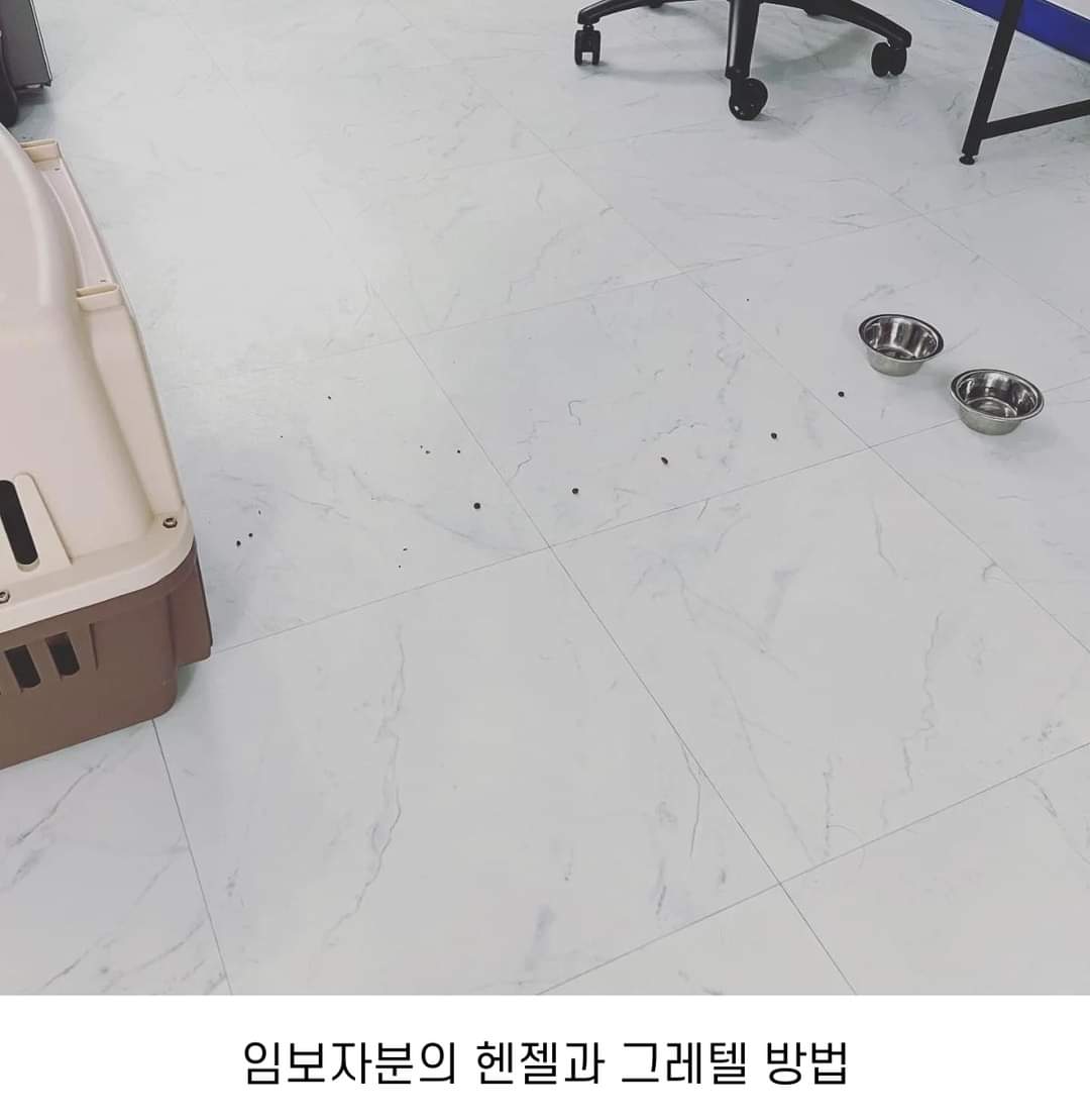 이름도 없던 강아지의 입양 전후 변화