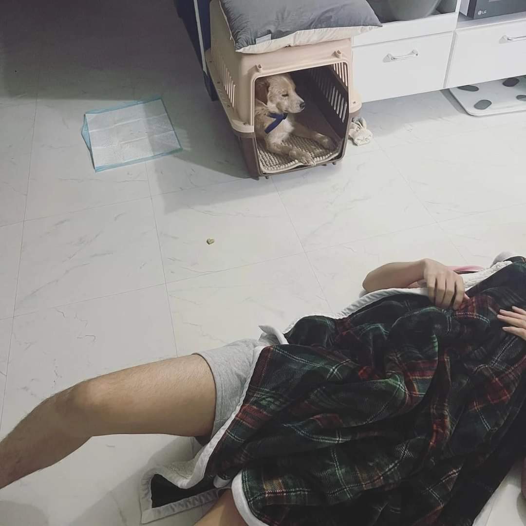 이름도 없던 강아지의 입양 전후 변화