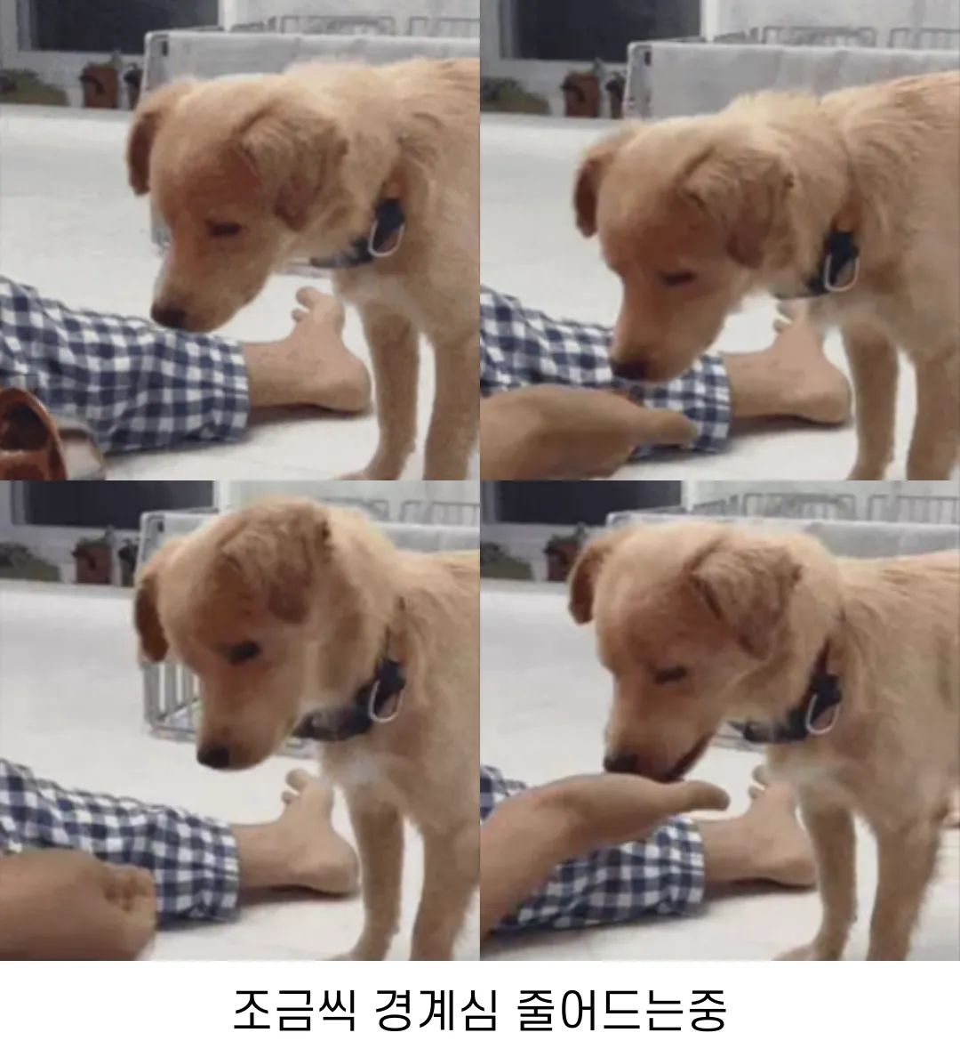 이름도 없던 강아지의 입양 전후 변화