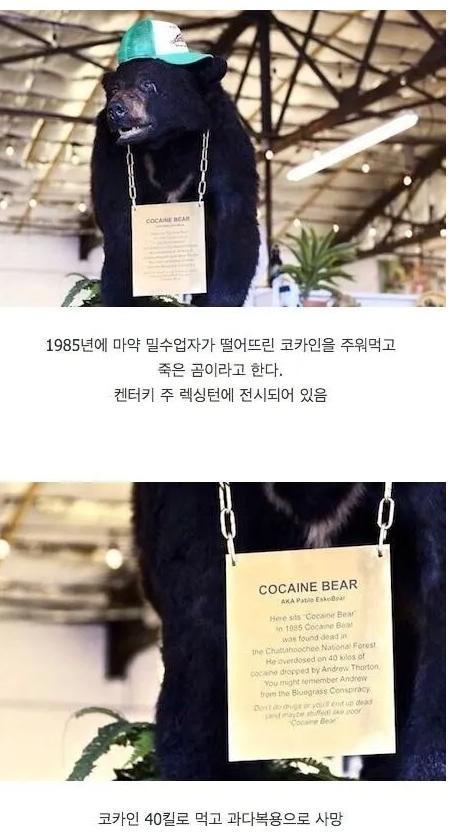 코카인 40kg 때린 곰의 최후