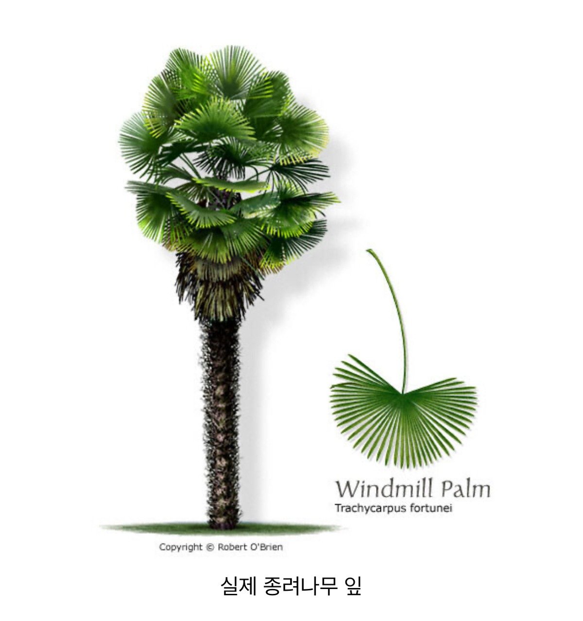 오역인 걸 알면서도 고치지 않는 번역