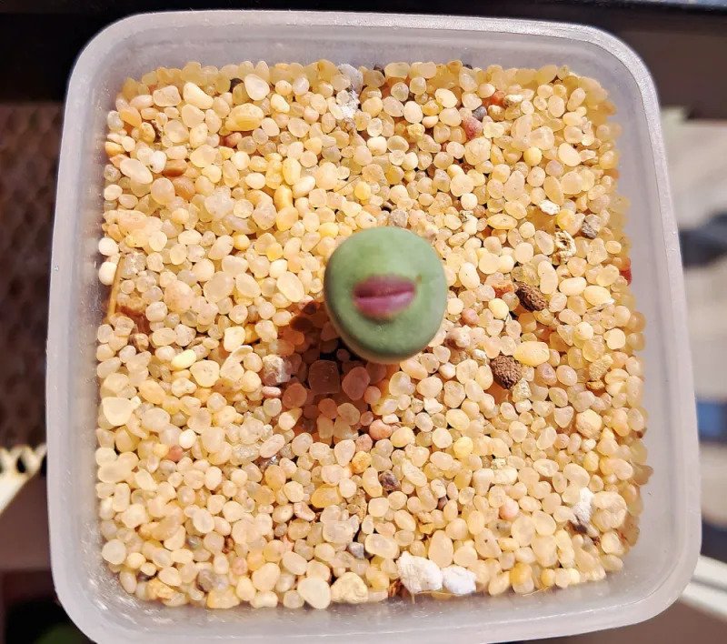 진짜 이상하게 생긴 식물