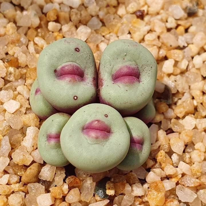 진짜 이상하게 생긴 식물