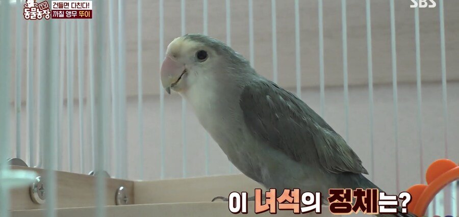 결국 논문거리까지 찾아낸 동물농장 (스압)