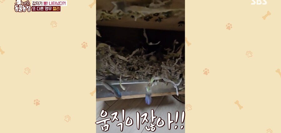 결국 논문거리까지 찾아낸 동물농장 (스압)