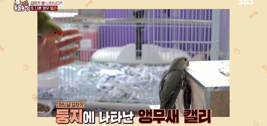 결국 논문거리까지 찾아낸 동물농장 (스압)