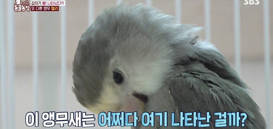 결국 논문거리까지 찾아낸 동물농장 (스압)