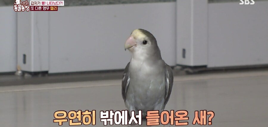 결국 논문거리까지 찾아낸 동물농장 (스압)