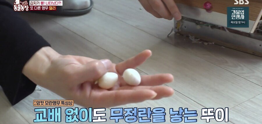 결국 논문거리까지 찾아낸 동물농장 (스압)