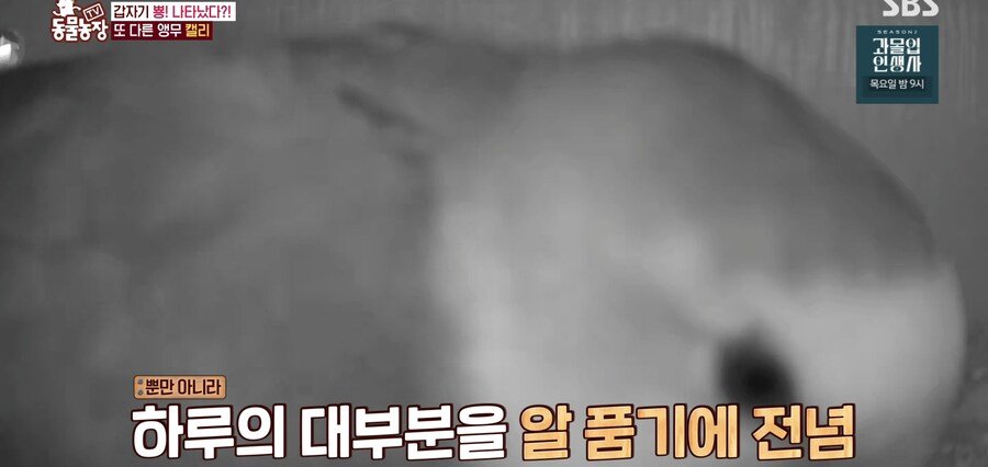결국 논문거리까지 찾아낸 동물농장 (스압)