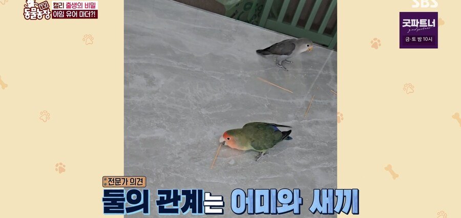 결국 논문거리까지 찾아낸 동물농장 (스압)