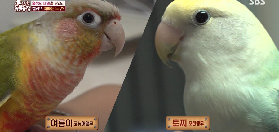 결국 논문거리까지 찾아낸 동물농장 (스압)
