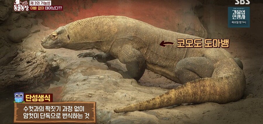 결국 논문거리까지 찾아낸 동물농장 (스압)