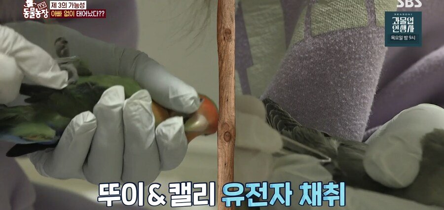 결국 논문거리까지 찾아낸 동물농장 (스압)