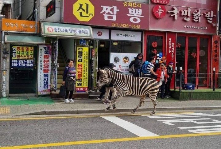 작년 존나 힙했던 얼룩말 탈출사건