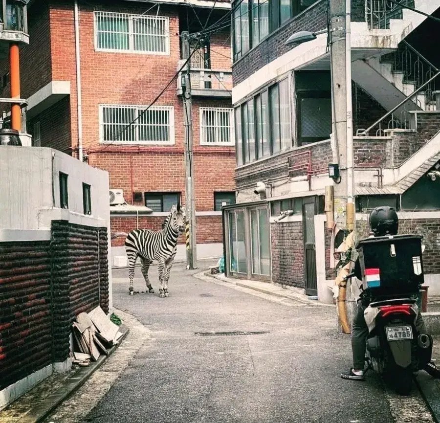 작년 존나 힙했던 얼룩말 탈출사건