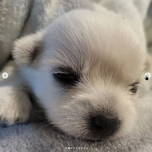 나는 자연인이다 윤택이 입양한 댕댕이
