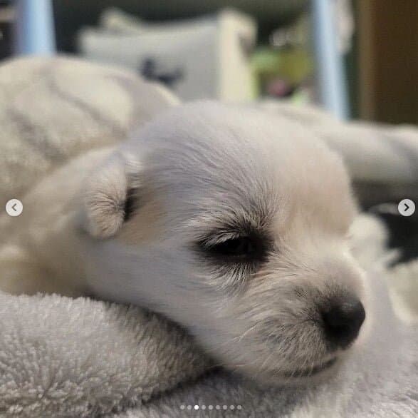 나는 자연인이다 윤택이 입양한 댕댕이