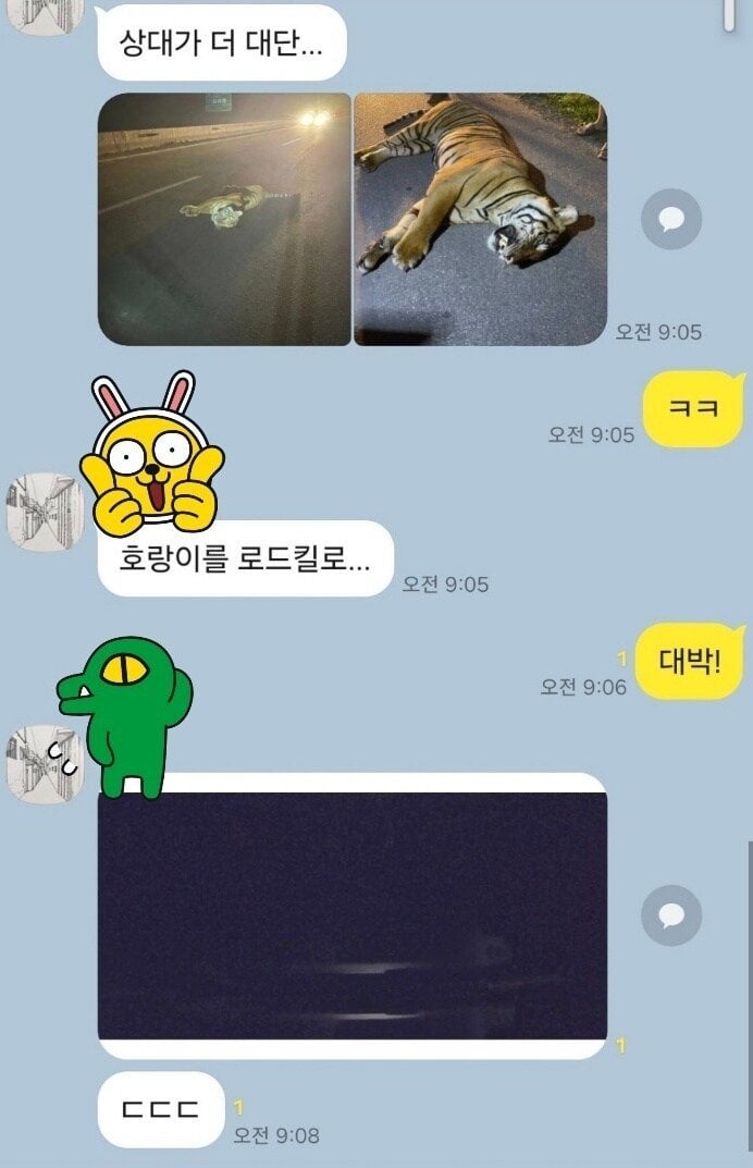 호랑이 교통사고 영상