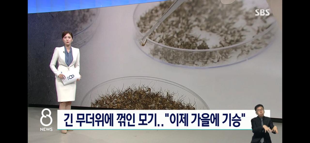 올여름 모기가 없는 이유