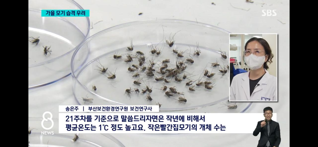 올여름 모기가 없는 이유