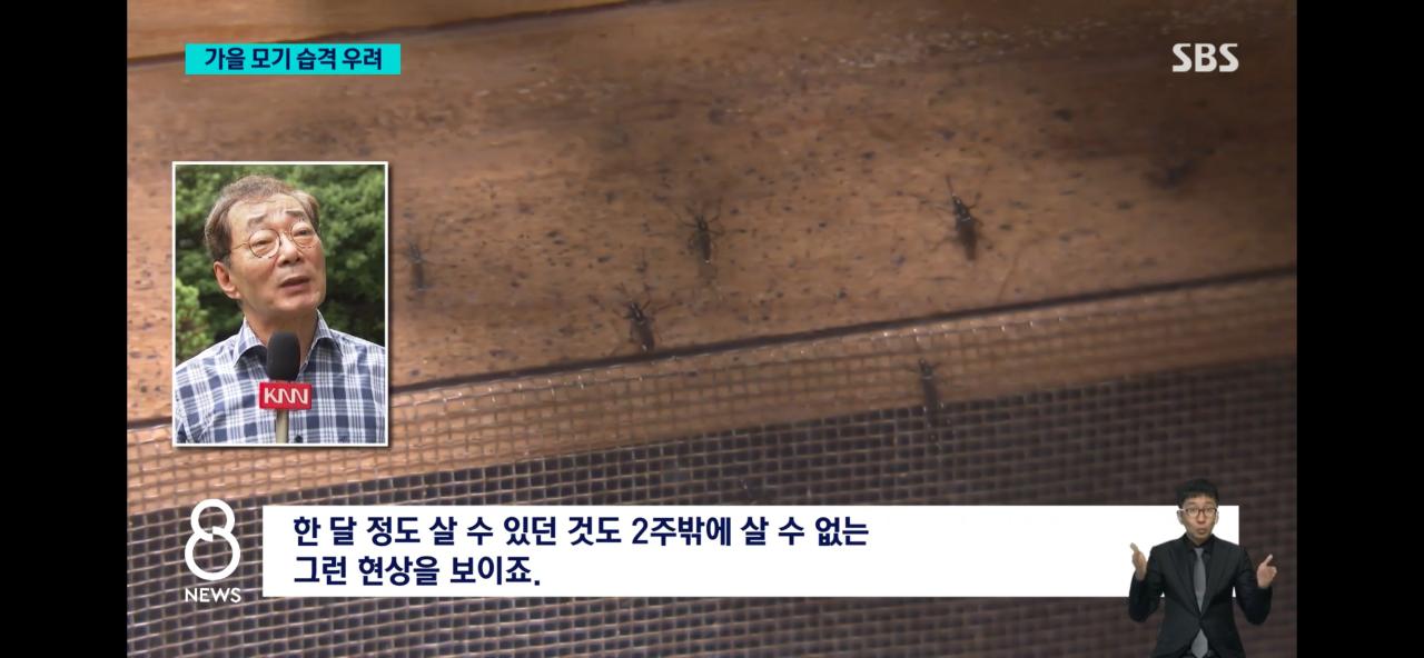 올여름 모기가 없는 이유