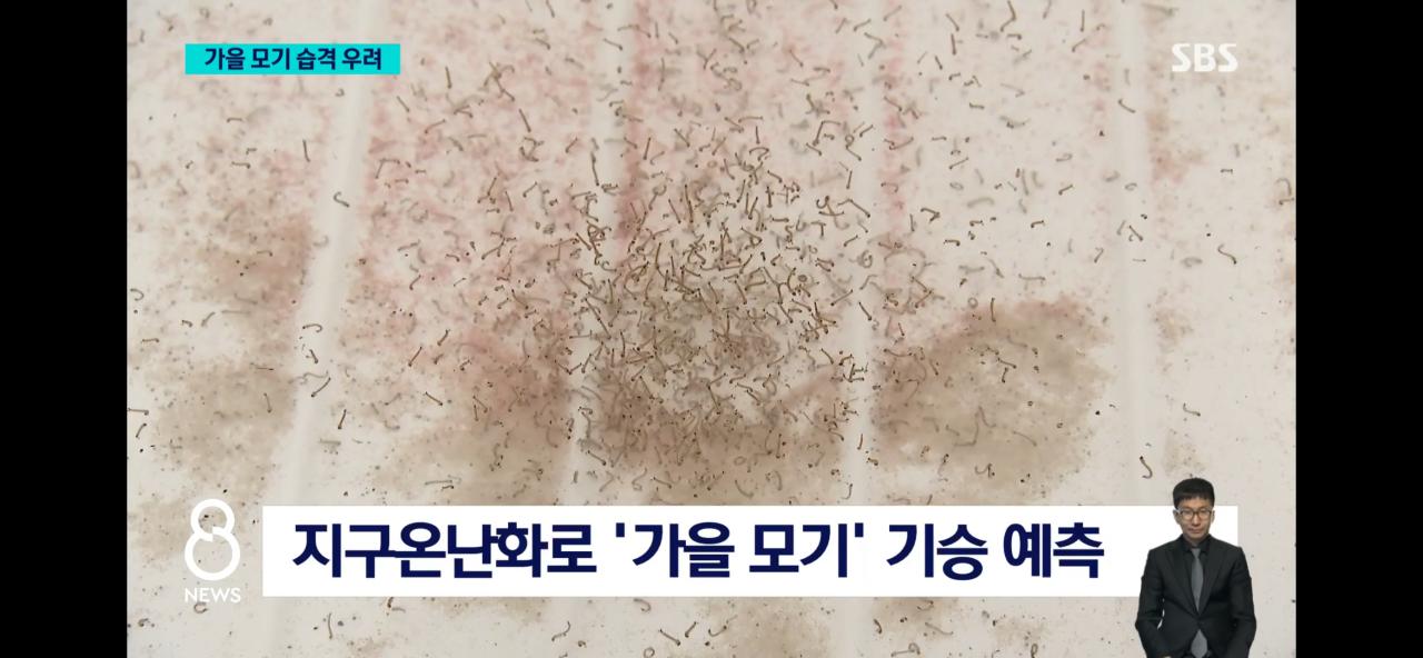 올여름 모기가 없는 이유