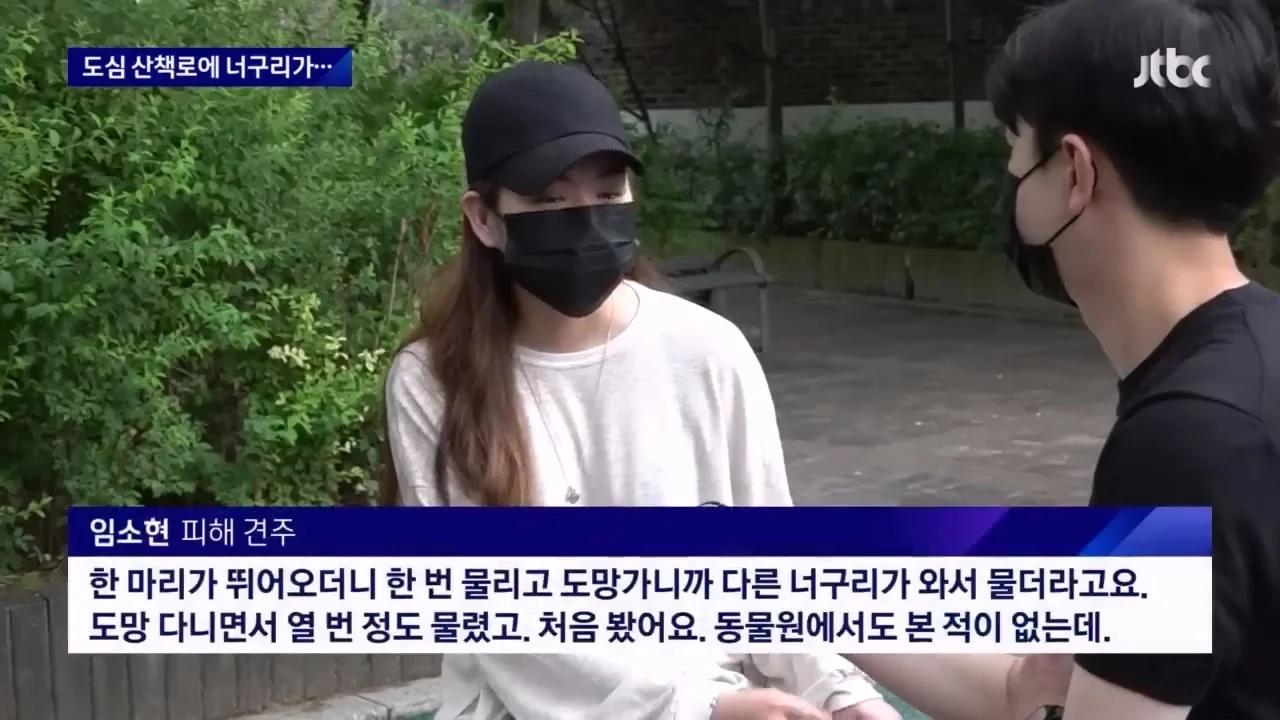 "너구리를 만나면 도망가라"…서울 도심 '너구리 습격사건'