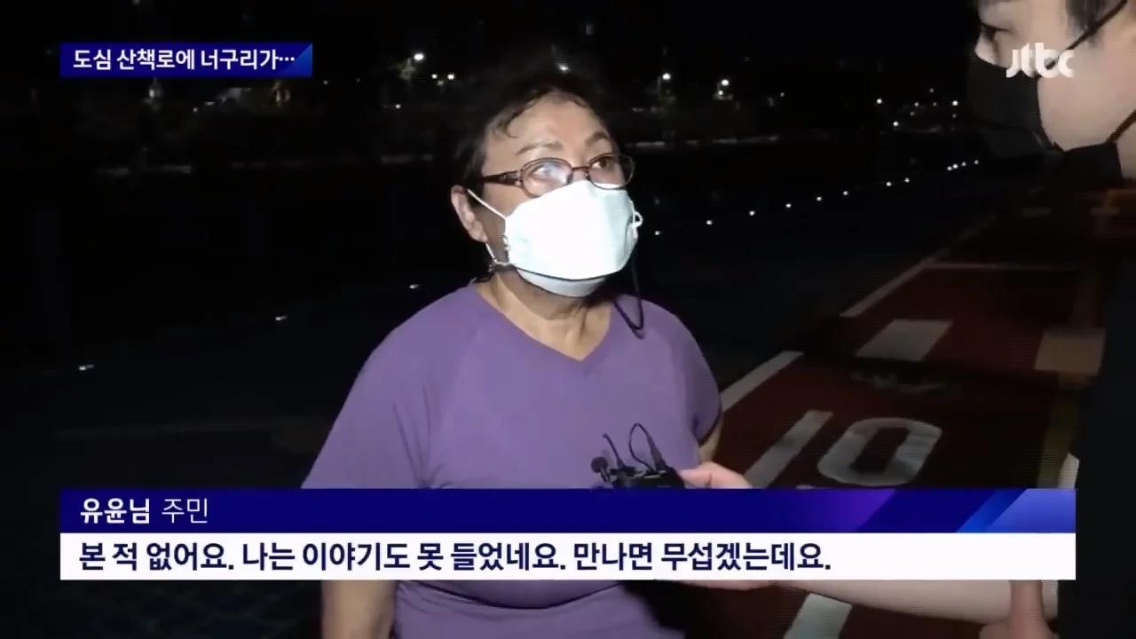 "너구리를 만나면 도망가라"…서울 도심 '너구리 습격사건'