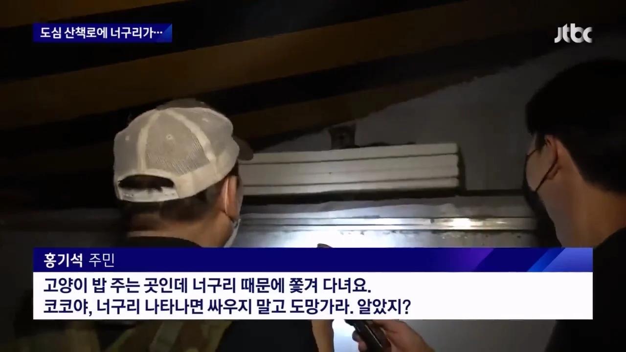 "너구리를 만나면 도망가라"…서울 도심 '너구리 습격사건'