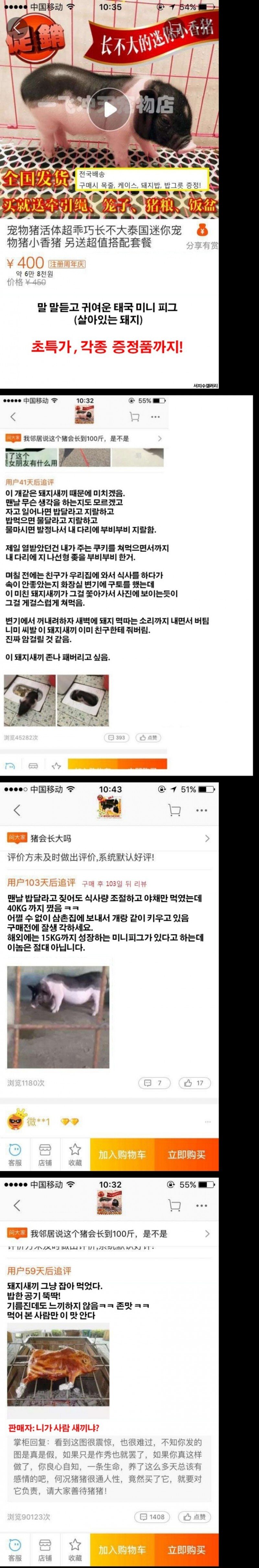 약혐) 중국 애완돼지 후기
