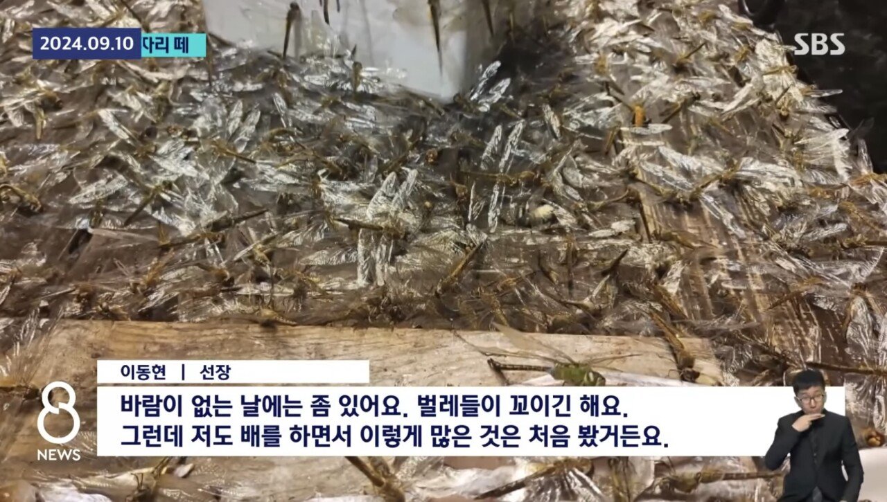 ㅇㅎ) 제주도 앞바다 어선에 미친 잠자리떼 공습