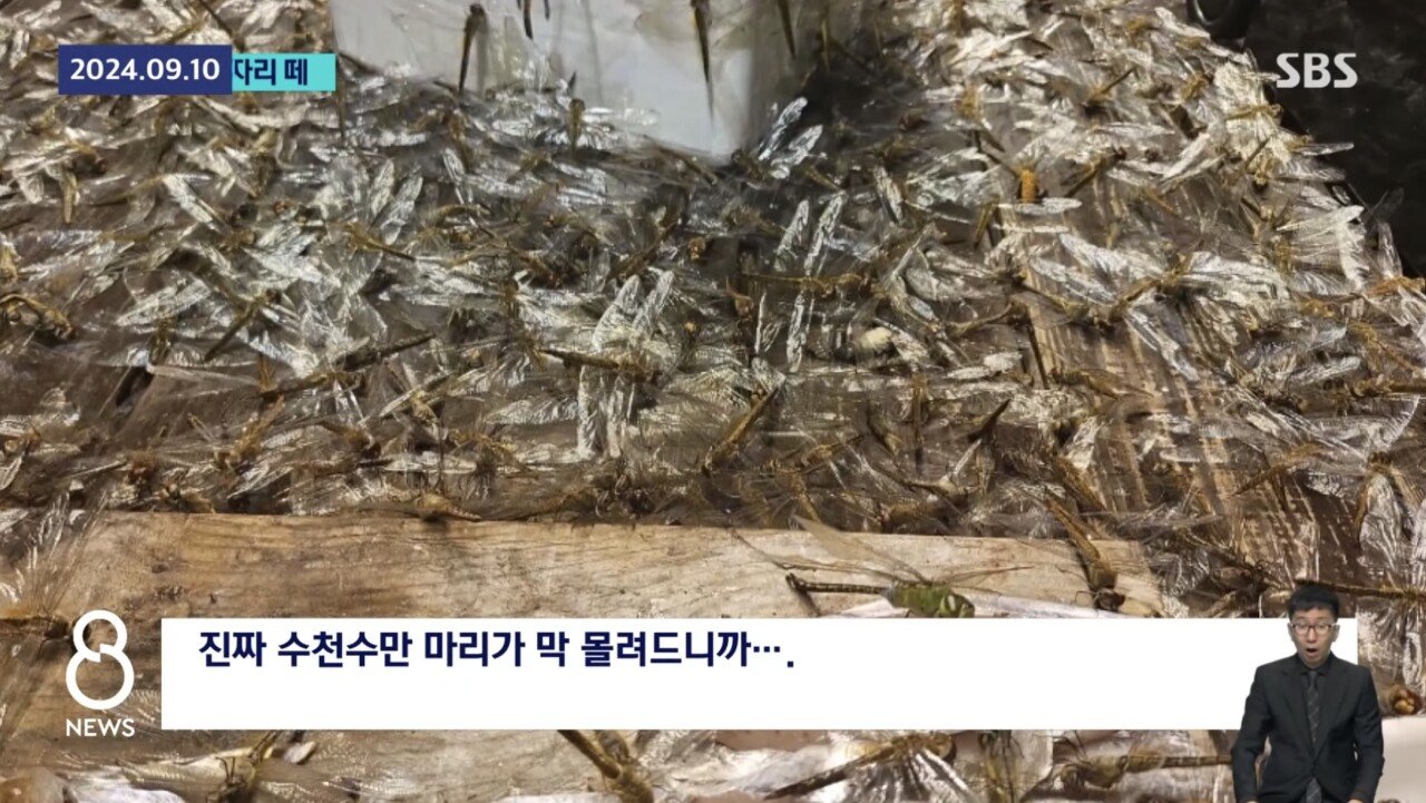 ㅇㅎ) 제주도 앞바다 어선에 미친 잠자리떼 공습