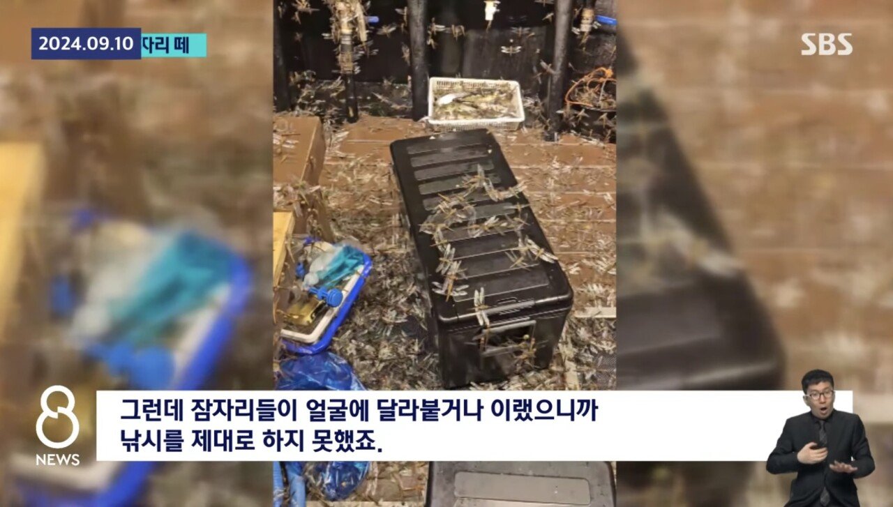 ㅇㅎ) 제주도 앞바다 어선에 미친 잠자리떼 공습