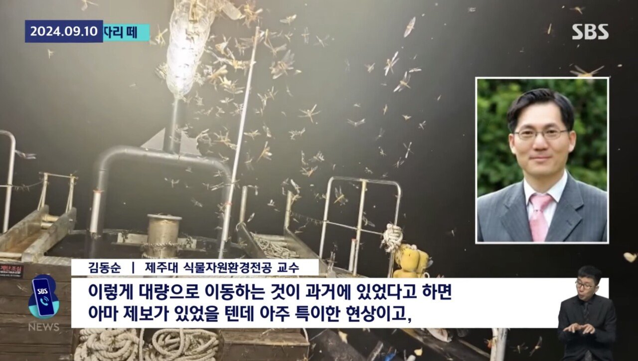 ㅇㅎ) 제주도 앞바다 어선에 미친 잠자리떼 공습