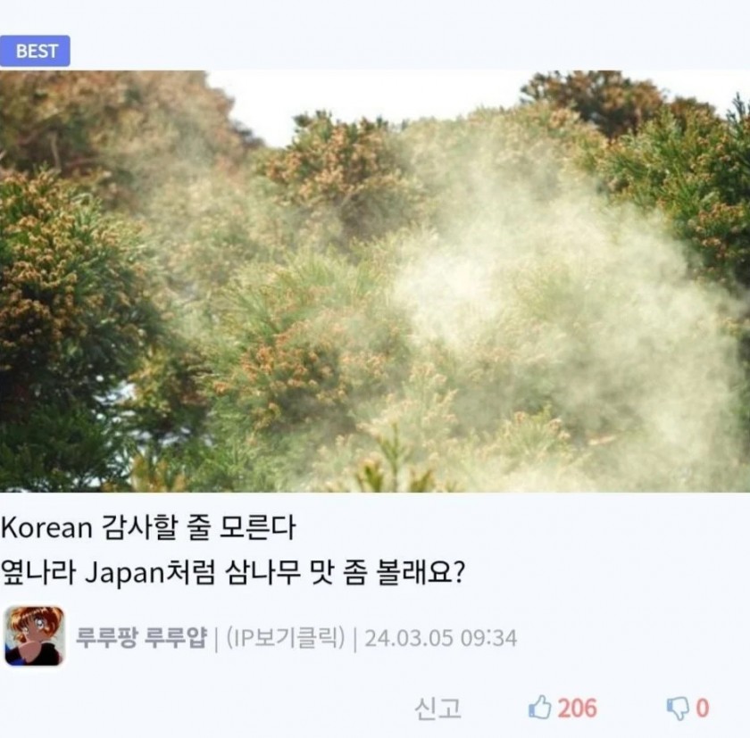 한국 왜이리 은행나무 많은거야