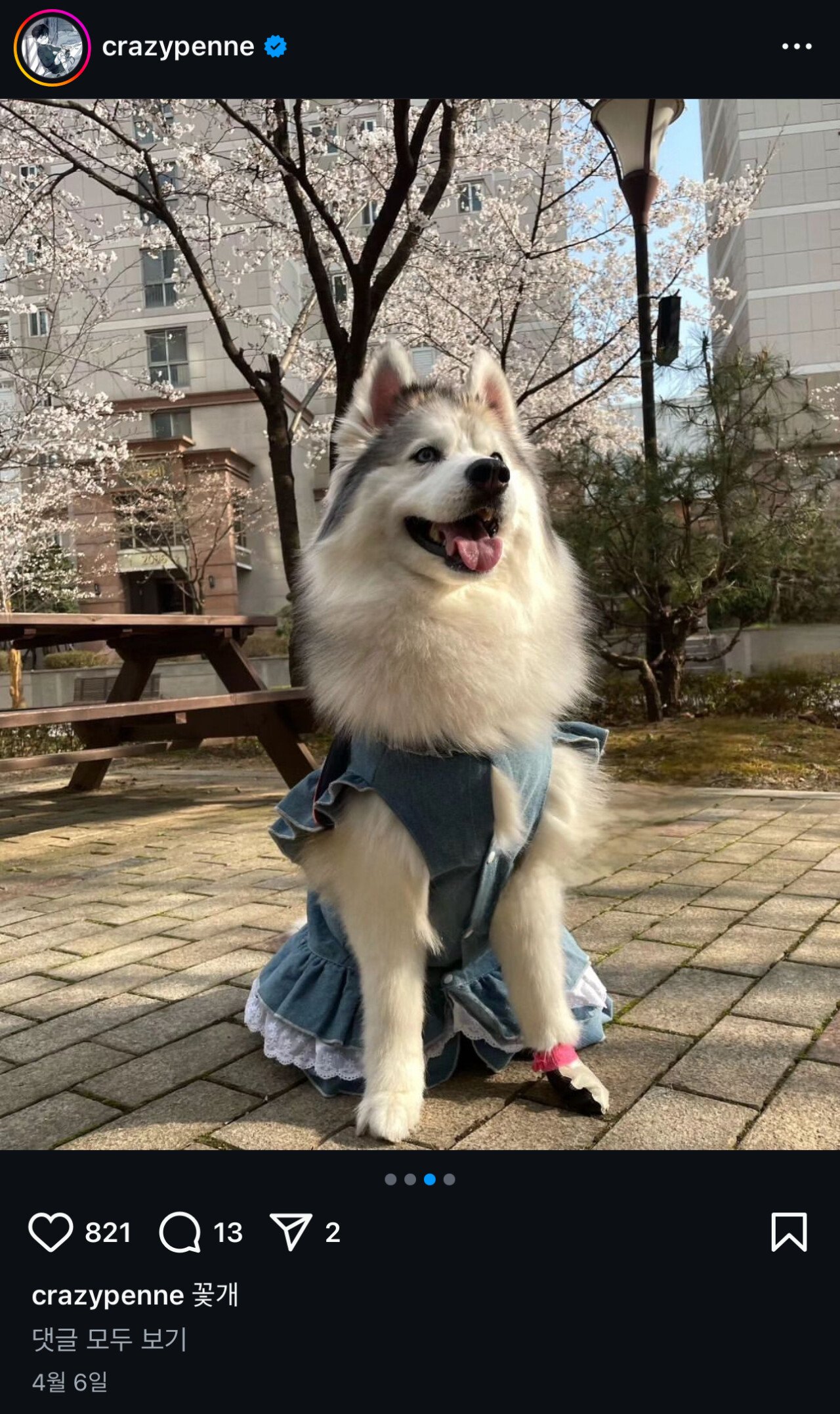 최현석 인스타에 자주 올라오는 강아지