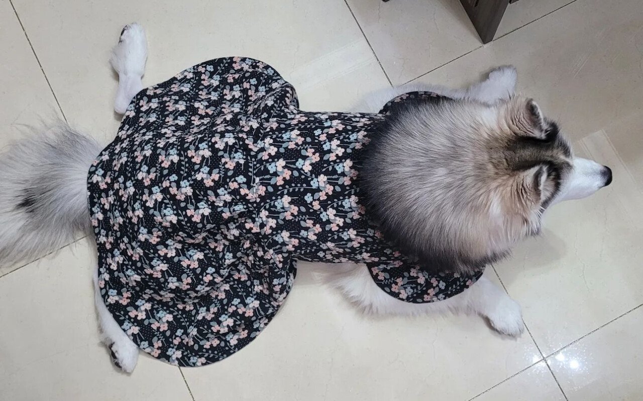 최현석 인스타에 자주 올라오는 강아지