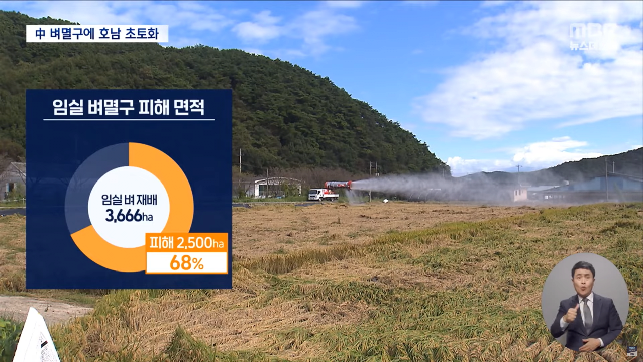 "벼멸구에 논 70% 망가져"..중국 벼멸구로 호남 초토화