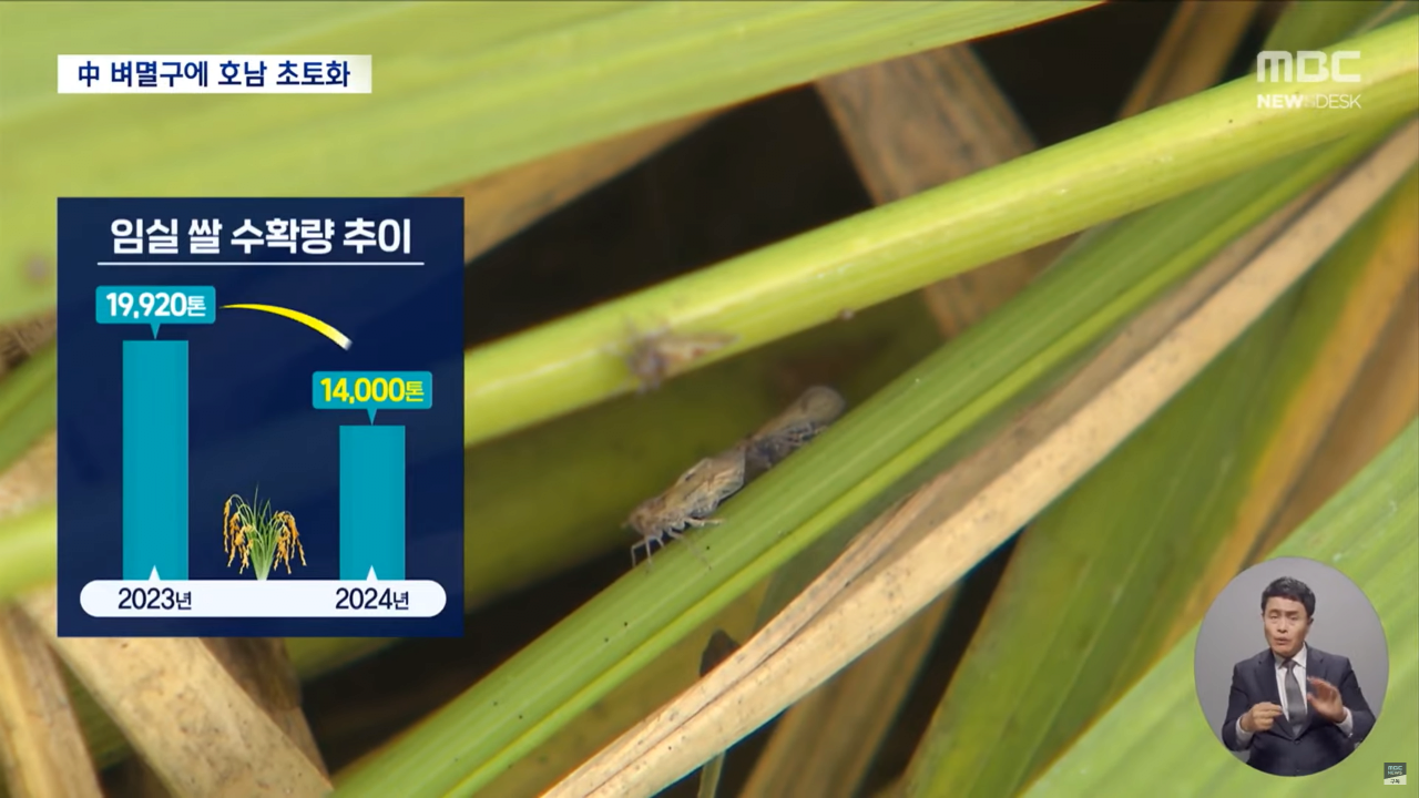 "벼멸구에 논 70% 망가져"..중국 벼멸구로 호남 초토화