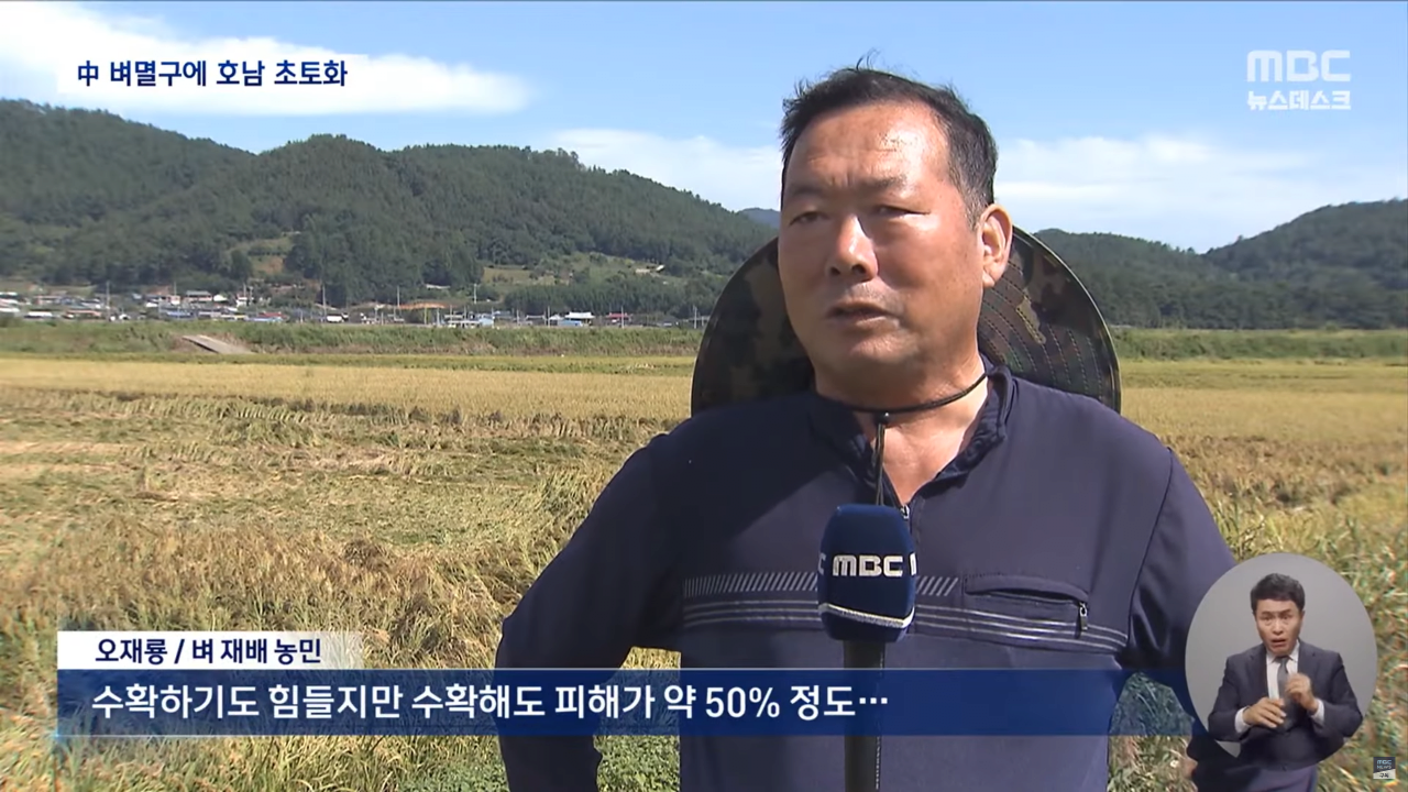 "벼멸구에 논 70% 망가져"..중국 벼멸구로 호남 초토화