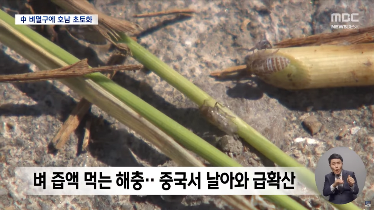 "벼멸구에 논 70% 망가져"..중국 벼멸구로 호남 초토화