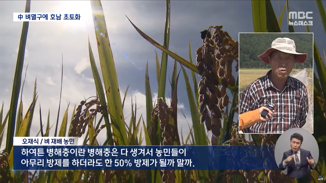 "벼멸구에 논 70% 망가져"..중국 벼멸구로 호남 초토화
