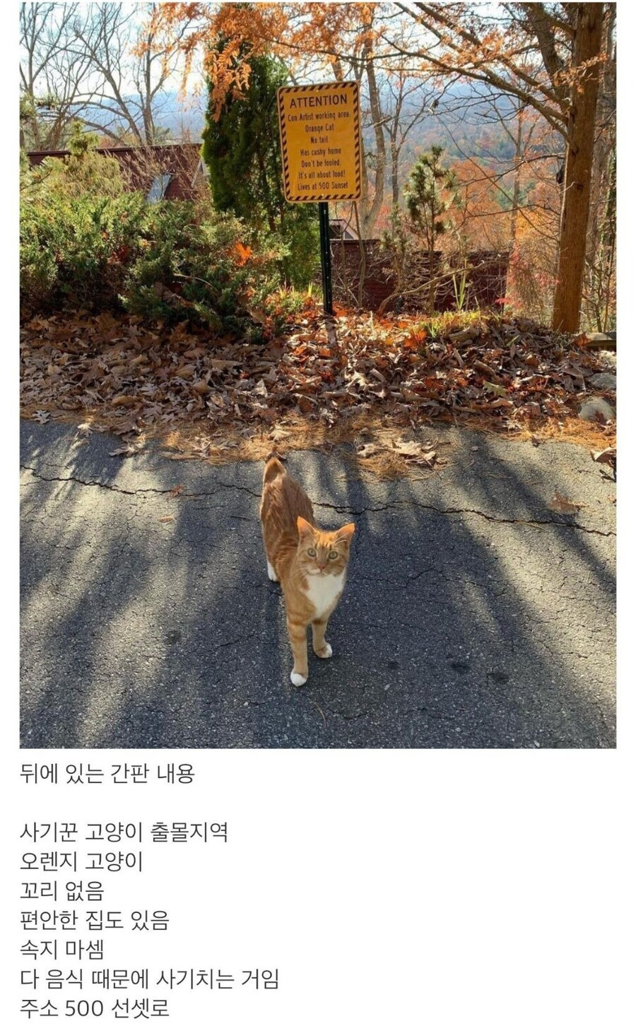 한두 번 사기 친 게 아닌 듯한 고양이