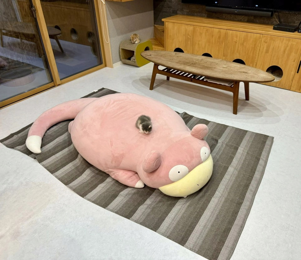 식빵굽는 태어난지 한달차 아기냥이