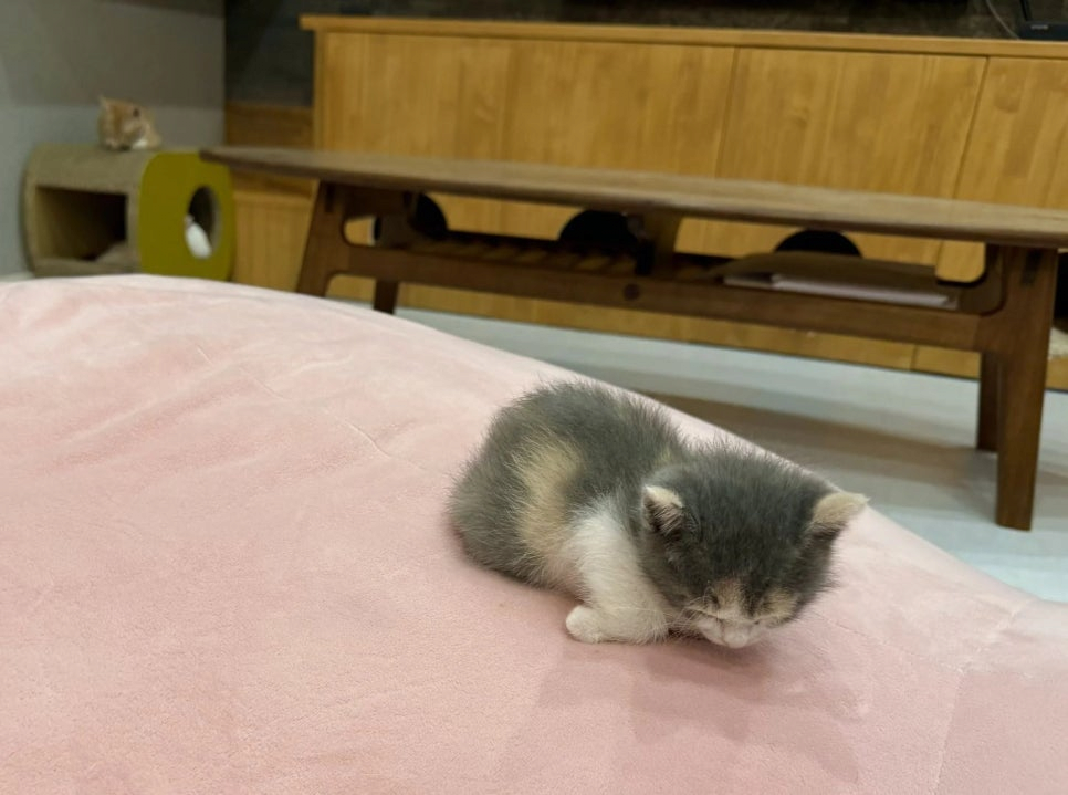 식빵굽는 태어난지 한달차 아기냥이